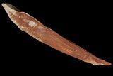 Fossil Shark (Hybodus) Dorsal Spine - Morocco #106573-1